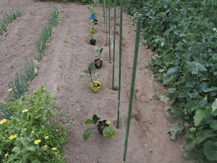 苗の定植準備の写真です。